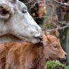 White cow licking a brown calf