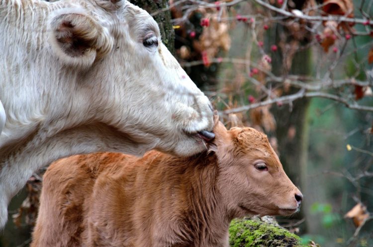 White cow licking a brown calf